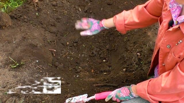 Как посадить виноград ПРАВИЛЬНО. Посадка саженцев черенков винограда, как сажать виноград весной.
