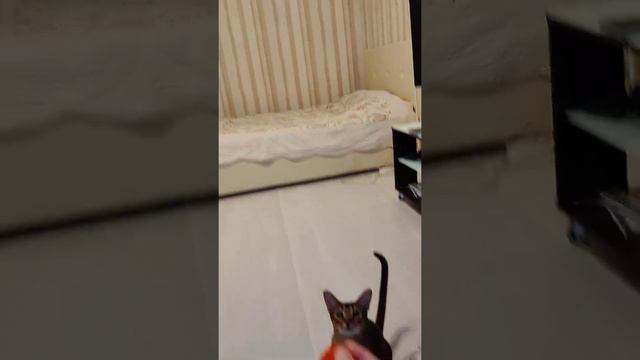 Абиссинский кот приносит мяч как пёс--Abysinian cat carring a ball like a dog:)