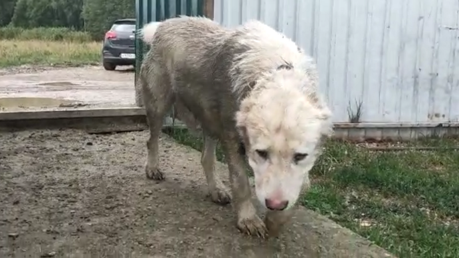 Гимн всех бездомных