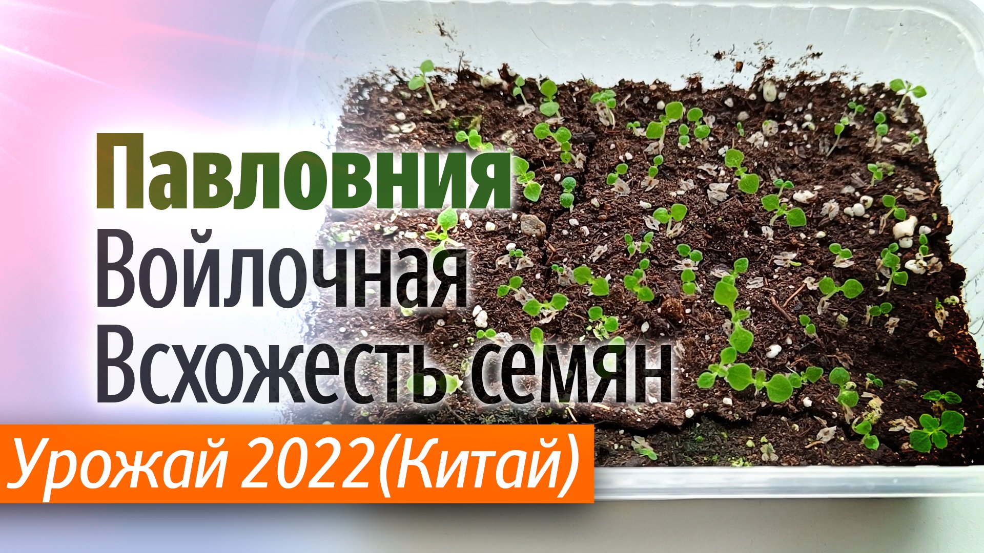 Проверка всхожести семян Павловнии Войлочной урожай 2022