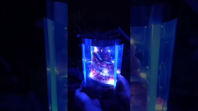 елочка из сухофруктов с подсветкой