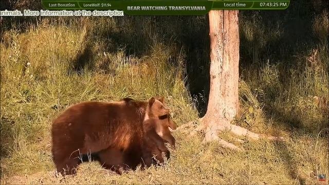 Мама медведица и медвежонок - Mama bear and bear cub