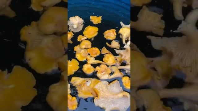 Как быстро помыть лисички? ???
