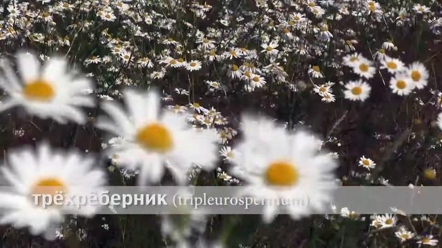 трёхреберник ромашка