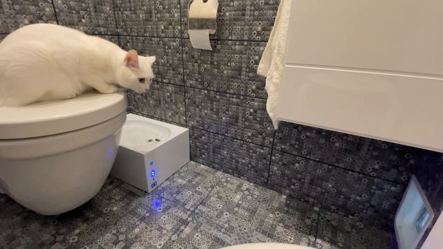 Умный автоматический кошачий туалет Российского производства. Умный дом и котики