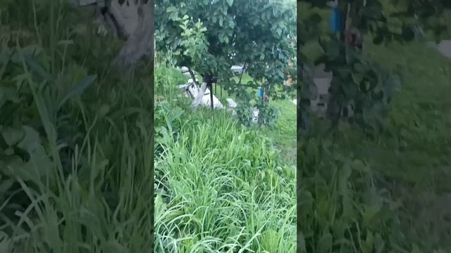 обзор на дачу