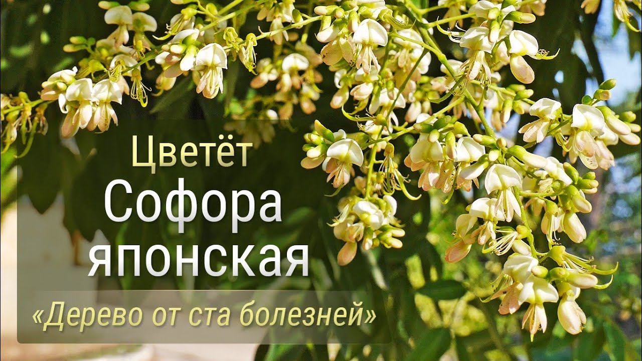 Цветет софора японская! Дерево от ста болезней!