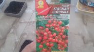Посев семян ПОМИДОР "КРАСНАЯ ШАПОЧКА" и "ПИГМЕЙ" часть 1. 23.02.2019г.