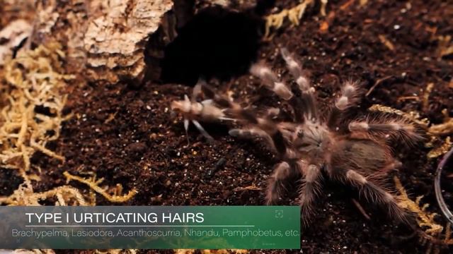 What YOU NEED To Know About Urticating Hairs!