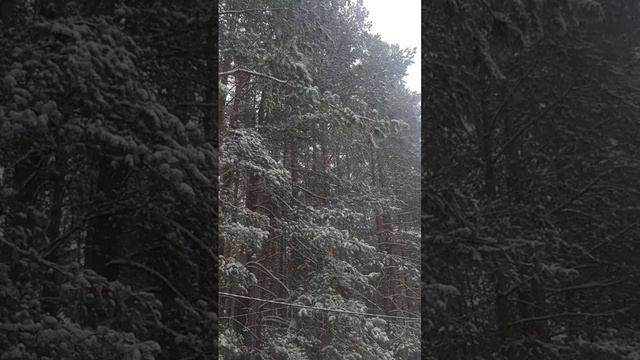 29 марта 2024, зима пришла в гости, снегопад в лесу #shorts