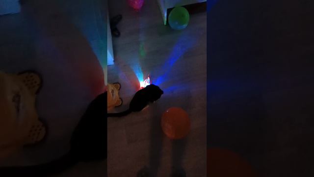 кошка Стеша 😻😸😹!#кошки#котикижгут#смешноевидео