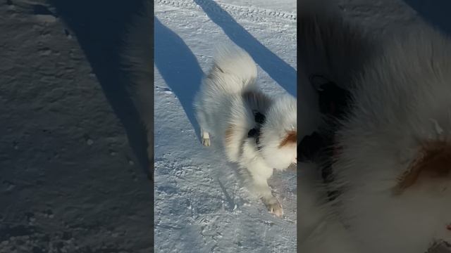 Моя прелесть нашлась
