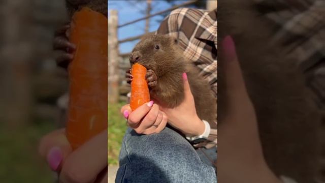 🦫 Бобрёнок Устюжок из Московского зоопарка аппетитно кушает морковку.