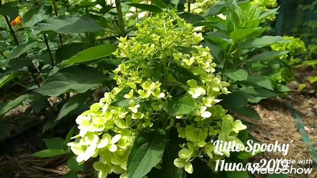 11июля2019 Начало цветения Карликовой Метельчатой Гортензии 'Little Spooky'