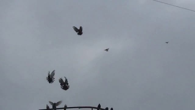 Голуби Сергея Березнеговатое 2