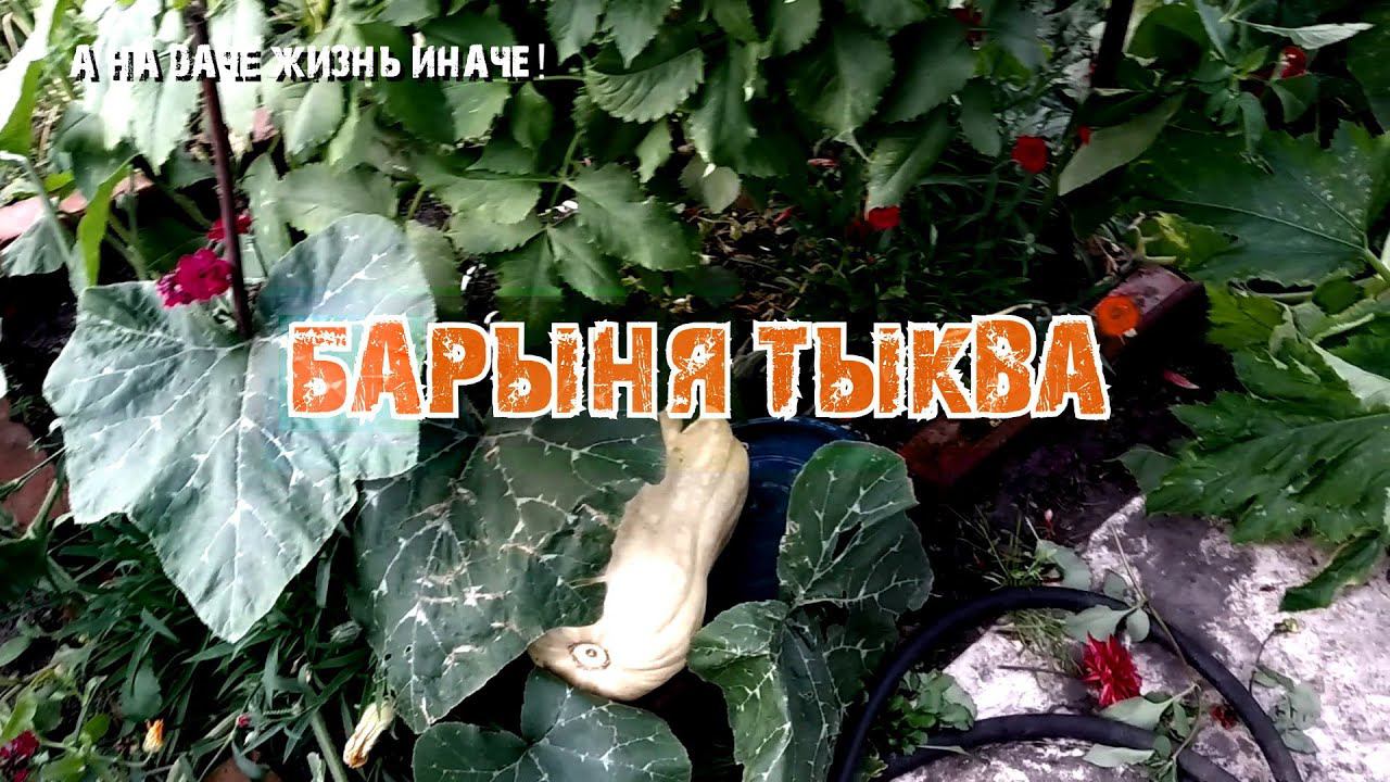 БАРЫНЯ ТЫКВА