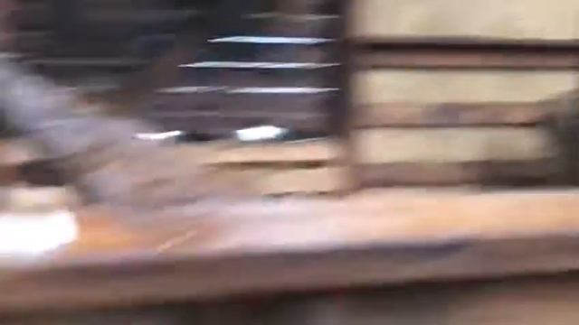 Ламы, Альпаки, Шотландский скот в контактном зоопарке АнималПарк