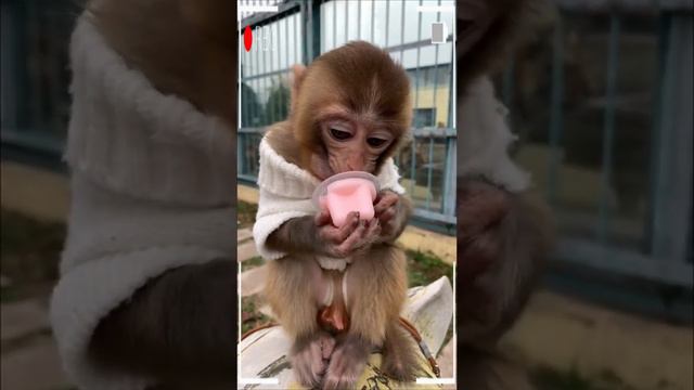The Best of Monkey Eating Videos - A Funny Monkeys Compilation Ep99
