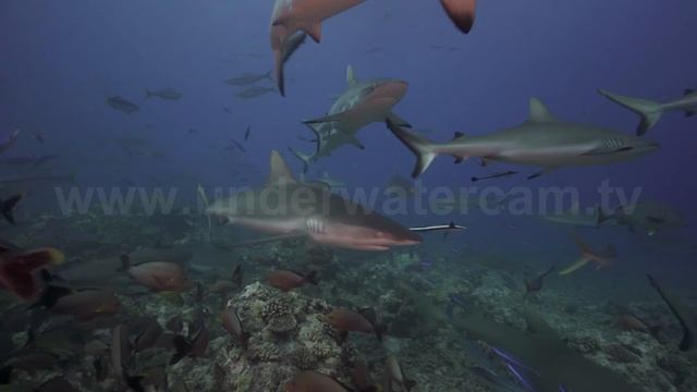 Shark TV - Shark Fin Soup, the way I like it !  4k Video