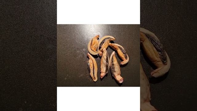 Foraging and Eating Edible Stinkhorn Mushroom Eggs