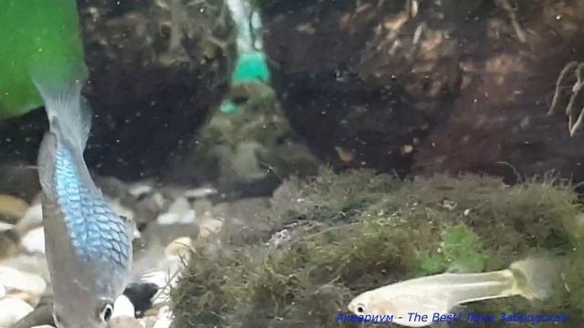 Дисковая пецилия и ее мальки