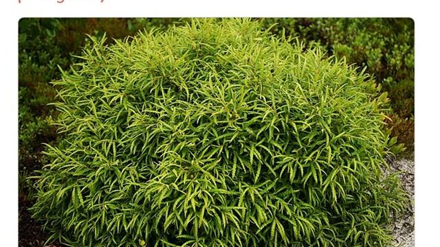 Комптония иноземная comptonia peregrina