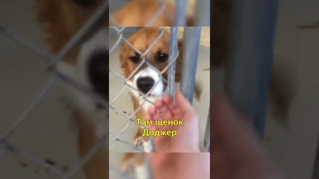 Знаменитости которые не купали животных