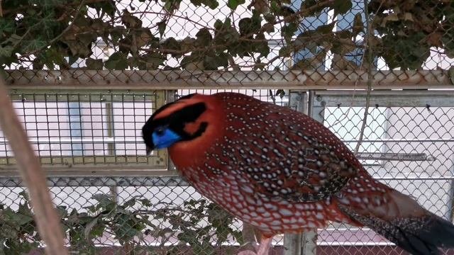 Трагопан лат. Tragopan