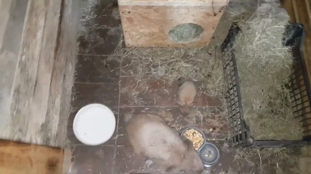 Крольчиха отгоняет крольчат в вольере.