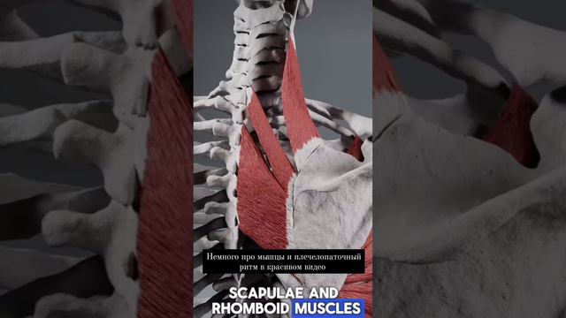 Приведение лопатки