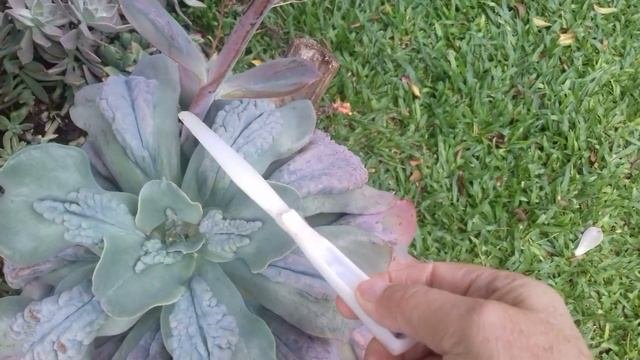 Echeveria Gibbiflora Caranculata  ( Verruguenta )