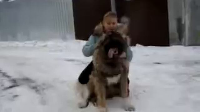 ГОСПОЖА ОТ ФИЛИППОВОЙ 1,5 ГОДА ТИГРАН +КРИТА
