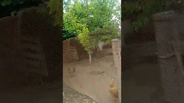 Утка напала на Петуха