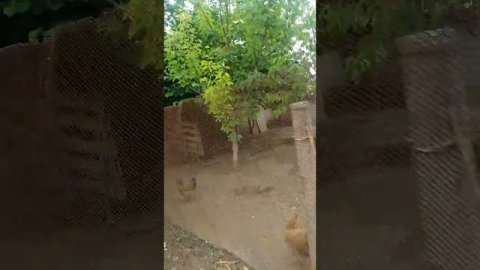 Утка напала на Петуха