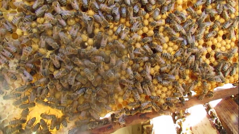 4.05.2024 - ставлю рамки с полосками вощины для отстройки сота, с размером ячейки выбранный пчелами