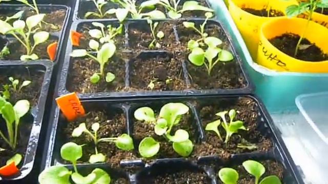 в гостях у ростишек,26 марта