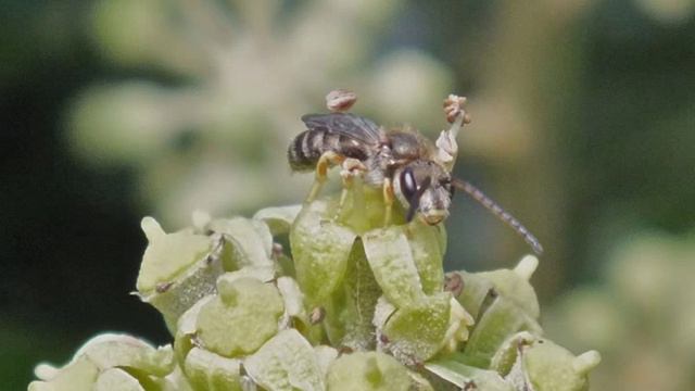 Identifying Insects on Ivy Flowers