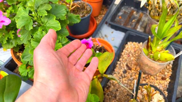 NEW Plants | 🔥 | New BLOOMS!