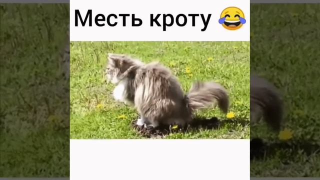 танцы