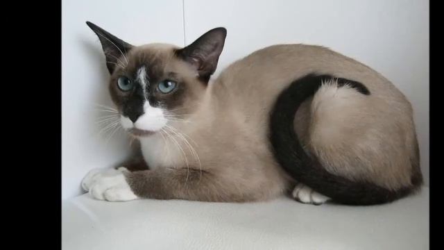 Snowshoes cat  History,Personality,Health,Care