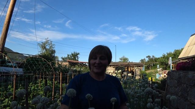 Цветы семенного лука.  Ялтинский лук.   Цветение чернушки.