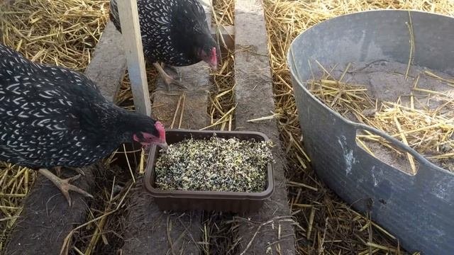 Barnevelder chickens