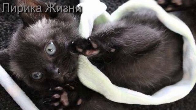 Этот Сиротка Плакал под страшным Ливнем, не надеясь на Спасение   но Чудо было рядом!