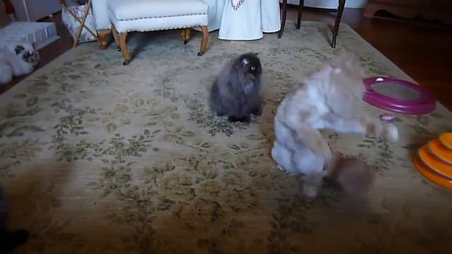 Marcus, Isaiah And The Gang Playing With Their Da Bird Toy
