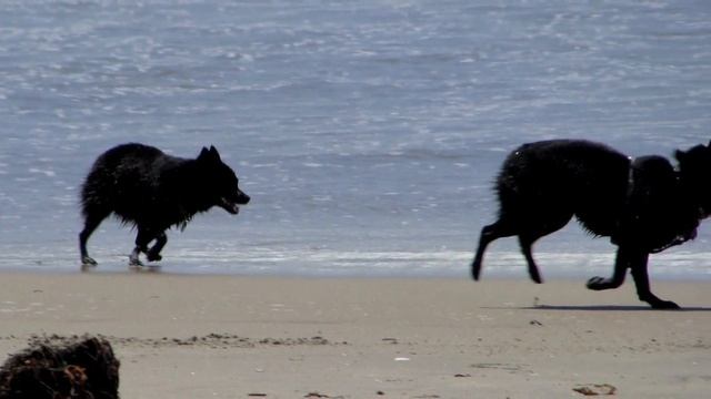 ATF's Vacation (Coronado Island)