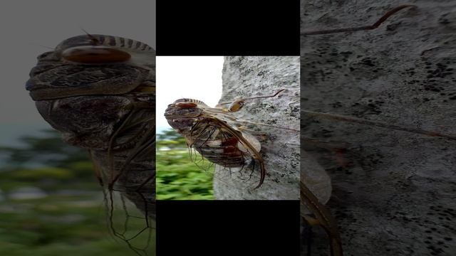 Цикада крупным планом смотреть со звуком.