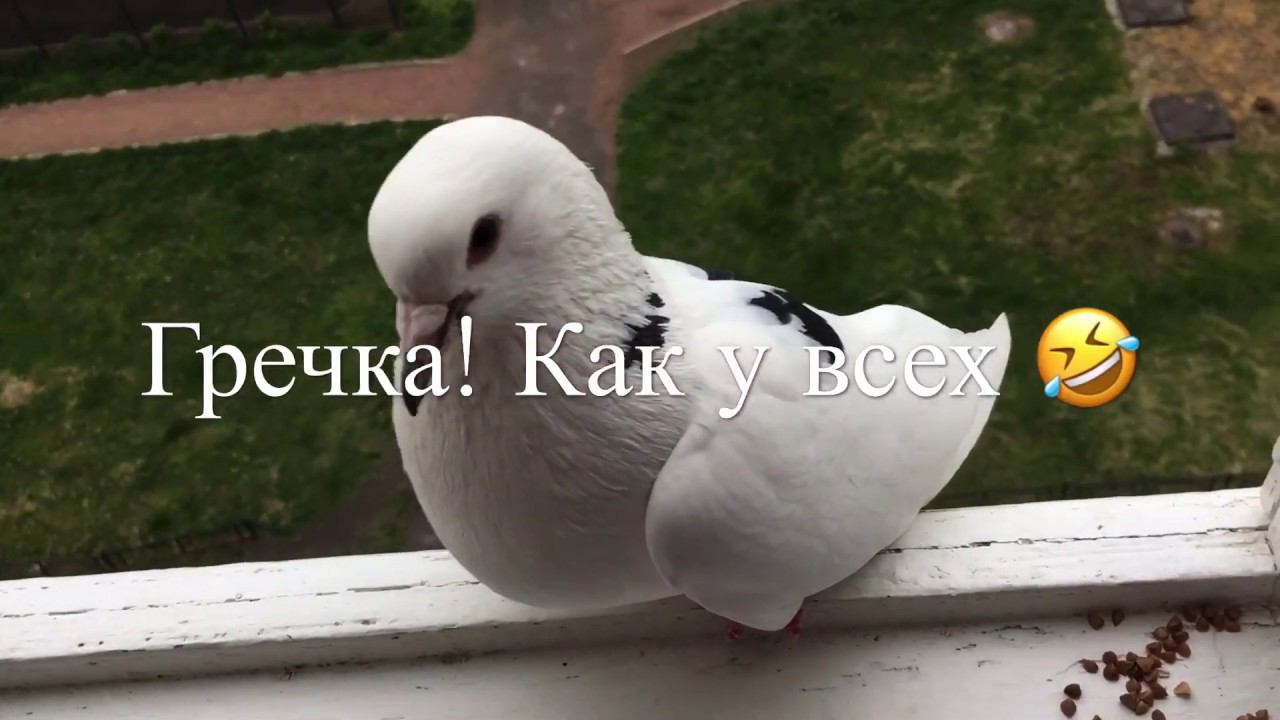 Просто влог. 6 июня 2020г.