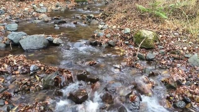 Звуки природы Расслабляющий Шум Лесного Ручья Звуки Леса.