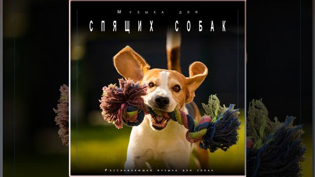 Сонная музыка для собак