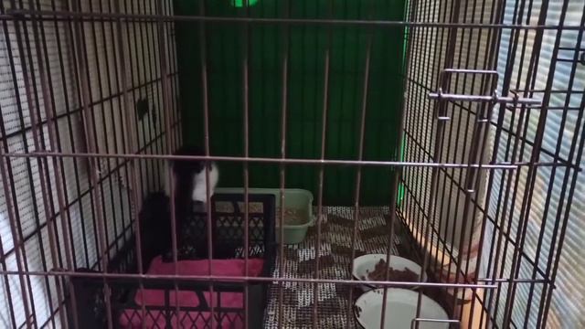 Первые жители КотоДома